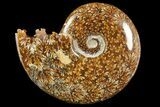 Polished Ammonite (Cleoniceras) Fossil - Madagascar #158278-1